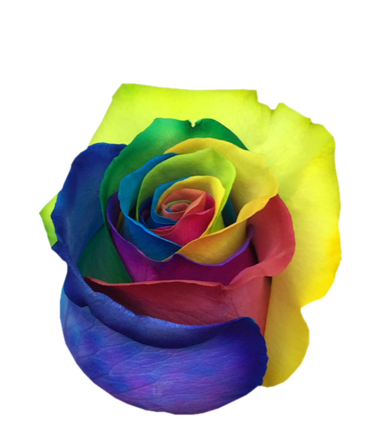 tinted Rainbow